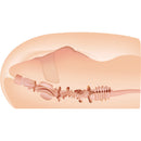 Sasha Grey Realistic Vagina & Ass Stroker With Movie Download